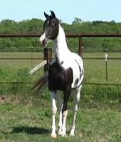 Special Effect(Texas Arab Horse)