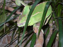 chameleon jemenský